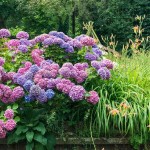 Ορτανσία ή Υδράγγεια η μακρόφυλλη-Hydrangea macrophylla