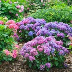 Ορτανσία ή Υδράγγεια η μακρόφυλλη-Hydrangea macrophylla