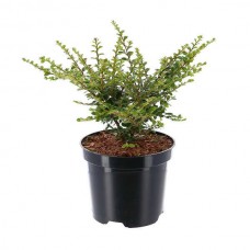 Κυδωνίαστρο Οριζοντιόκλαδο Θάμνος (Cotoneaster horizontalis)