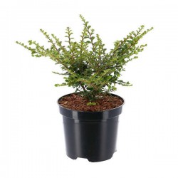 Κυδωνίαστρο Οριζοντιόκλαδο Θάμνος (Cotoneaster horizontalis)