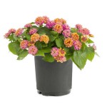 Λαντάνα ορθόκλαδη (Lantana camara) Θάμνος Λαντάνα ορθόκλαδη (Lantana camara) | Ανθοφόροι Θάμνοι