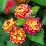 Λαντάνα ορθόκλαδη (Lantana camara) Θάμνος Λαντάνα ορθόκλαδη (Lantana camara) | Ανθοφόροι Θάμνοι