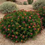 Λαντάνα ορθόκλαδη (Lantana camara) Θάμνος Λαντάνα ορθόκλαδη (Lantana camara) | Ανθοφόροι Θάμνοι