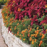 Λαντάνα ορθόκλαδη (Lantana camara) Θάμνος Λαντάνα ορθόκλαδη (Lantana camara) | Ανθοφόροι Θάμνοι