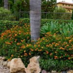 Λαντάνα ορθόκλαδη (Lantana camara) Θάμνος Λαντάνα ορθόκλαδη (Lantana camara) | Ανθοφόροι Θάμνοι