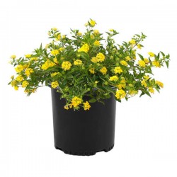Λαντάνα Νάνα Κίτρινη (Lantana camara 'Nana') | Λαντάνες