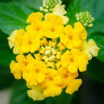 Common Lantana Yellow (Lantana camara 'Nana') Shrub Common Lantana Yellow (Lantana camara 'Nana') | Flowering Plants
