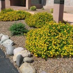 Common Lantana Yellow (Lantana camara 'Nana') Shrub Common Lantana Yellow (Lantana camara 'Nana') | Flowering Plants
