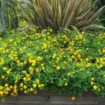 Common Lantana Yellow (Lantana camara 'Nana') Shrub Common Lantana Yellow (Lantana camara 'Nana') | Flowering Plants