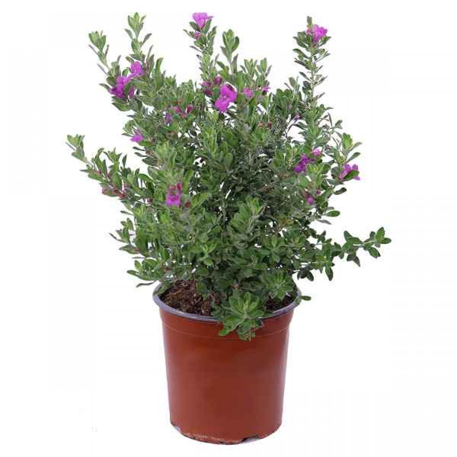 Texas Sage (Leucophyllum frutescens) Shrub