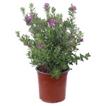 Texas Sage (Leucophyllum frutescens) Shrub