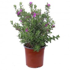 Λευκόφυλλο (Leucophyllum frutescens) Θάμνος