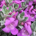Texas Sage (Leucophyllum frutescens) Shrub