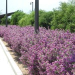 Texas Sage (Leucophyllum frutescens) Shrub