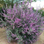 Texas Sage (Leucophyllum frutescens) Shrub