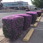Texas Sage (Leucophyllum frutescens) Shrub