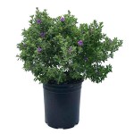 Λευκόφυλλο Πράσινο (Leucophyllum frutescens 'Green Cloud')