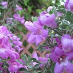 Λευκόφυλλο Πράσινο (Leucophyllum frutescens 'Green Cloud')