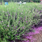 Λευκόφυλλο Πράσινο (Leucophyllum frutescens 'Green Cloud')