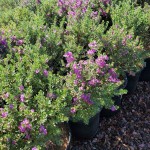 Λευκόφυλλο Πράσινο (Leucophyllum frutescens 'Green Cloud')