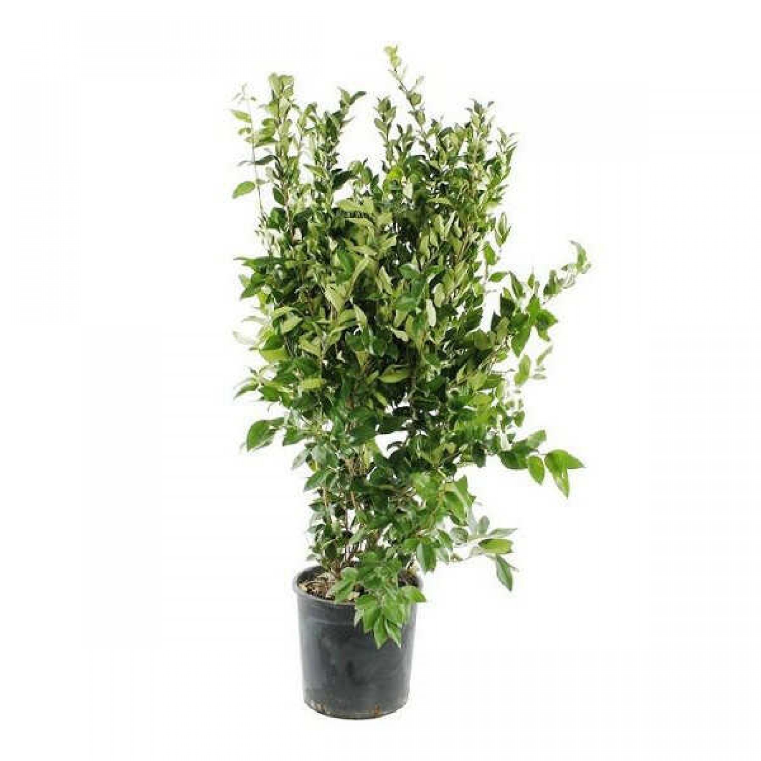Λιγούστρο Τεξάνουμ Θάμνος (Ligustrum japonicum ‘Texanum’) | Φυτά για Γλάστρα & Κήπο Τεξάνουμ Λιγούστρο Θάμνος (Ligustrum japonicum ‘Texanum’)