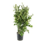 Λιγούστρο Τεξάνουμ Θάμνος (Ligustrum japonicum ‘Texanum’) | Φυτά για Γλάστρα & Κήπο Τεξάνουμ Λιγούστρο Θάμνος (Ligustrum japonicum ‘Texanum’)
