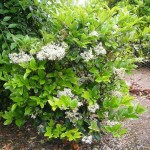 Λιγούστρο Τεξάνουμ Θάμνος (Ligustrum japonicum ‘Texanum’) | Φυτά για Γλάστρα & Κήπο Τεξάνουμ Λιγούστρο Θάμνος (Ligustrum japonicum ‘Texanum’)