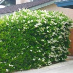 Λιγούστρο Τεξάνουμ Θάμνος (Ligustrum japonicum ‘Texanum’) | Φυτά για Γλάστρα & Κήπο Τεξάνουμ Λιγούστρο Θάμνος (Ligustrum japonicum ‘Texanum’)