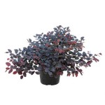 Chinese Fringe-Bush (Loropetalum chinense var. rubrum) Chinese Fringe-Bush (Loropetalum chinense var. rubrum)