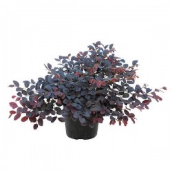 Λοροπέταλο (Loropetalum chinense var. rubrum) Θάμνος