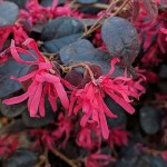 Chinese Fringe-Bush (Loropetalum chinense var. rubrum) Chinese Fringe-Bush (Loropetalum chinense var. rubrum)