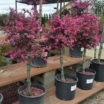 Chinese Fringe-Bush (Loropetalum chinense var. rubrum) Chinese Fringe-Bush (Loropetalum chinense var. rubrum)