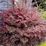 Chinese Fringe-Bush (Loropetalum chinense var. rubrum) Chinese Fringe-Bush (Loropetalum chinense var. rubrum)