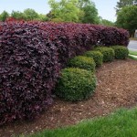 Chinese Fringe-Bush (Loropetalum chinense var. rubrum) Chinese Fringe-Bush (Loropetalum chinense var. rubrum)