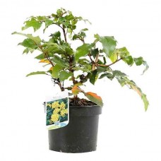 Μαόνια η οξύφυλλος (Mahonia aquifolium-συν.Berberis aquifolium) Θάμνος - Ανθοφόροι Θάμνοι