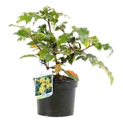 Μαόνια η οξύφυλλος (Mahonia aquifolium-συν.Berberis aquifolium) Θάμνος - Ανθοφόροι Θάμνοι