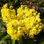 Oregon Grapeholly (Mahonia aquifolium-syn.Berberis aquifolium) Shrub - Flowering Shrubs