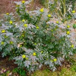 Oregon Grapeholly (Mahonia aquifolium-syn.Berberis aquifolium) Shrub - Flowering Shrubs