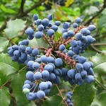 Oregon Grapeholly (Mahonia aquifolium-syn.Berberis aquifolium) Shrub - Flowering Shrubs