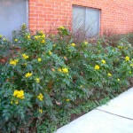 Oregon Grapeholly (Mahonia aquifolium-syn.Berberis aquifolium) Shrub - Flowering Shrubs