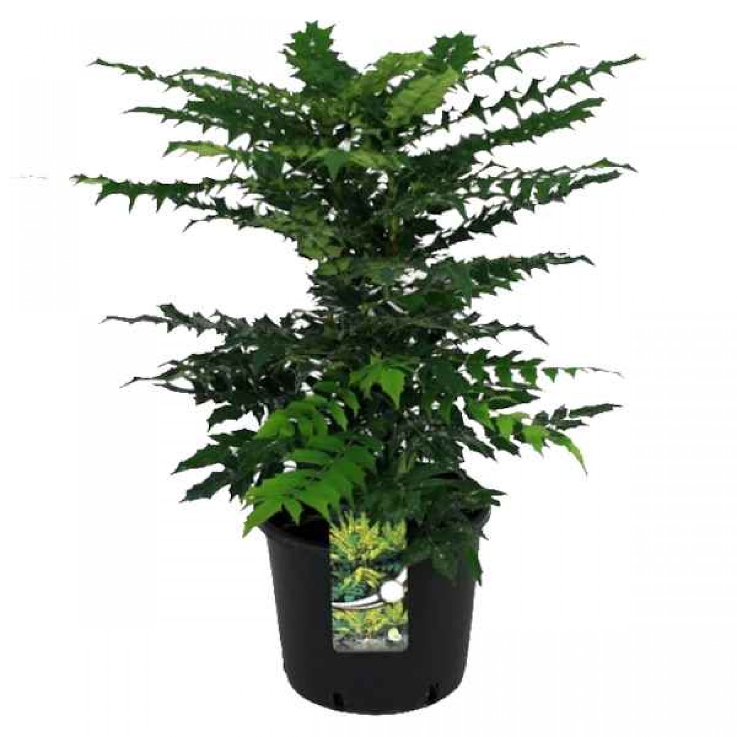Charity Oregon Grape Holly (Mahonia x media 'Charity'-syn. Berberis x media 'Charity') Shrub - Flowering Shrubs