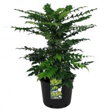 Μαόνια Charity (Mahonia x media 'Charity'-συν. Berberis x media 'Charity') Θάμνος - Ανθοφόροι Θάμνοι