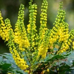 Charity Oregon Grape Holly (Mahonia x media 'Charity'-syn. Berberis x media 'Charity') Shrub - Flowering Shrubs