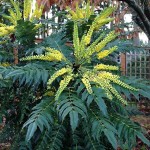 Charity Oregon Grape Holly (Mahonia x media 'Charity'-syn. Berberis x media 'Charity') Shrub - Flowering Shrubs
