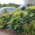 Charity Oregon Grape Holly (Mahonia x media 'Charity'-syn. Berberis x media 'Charity') Shrub - Flowering Shrubs