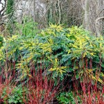 Charity Oregon Grape Holly (Mahonia x media 'Charity'-syn. Berberis x media 'Charity') Shrub - Flowering Shrubs