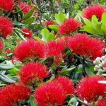 New Zealand Christmas Tree (Metrosideros excelsa-syn. Metrosideros tomentosa) Plant - Flowering Shrubs