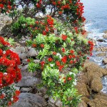 New Zealand Christmas Tree (Metrosideros excelsa-syn. Metrosideros tomentosa) Plant - Flowering Shrubs