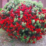 New Zealand Christmas Tree (Metrosideros excelsa-syn. Metrosideros tomentosa) Plant - Flowering Shrubs