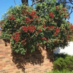 New Zealand Christmas Tree (Metrosideros excelsa-syn. Metrosideros tomentosa) Plant - Flowering Shrubs